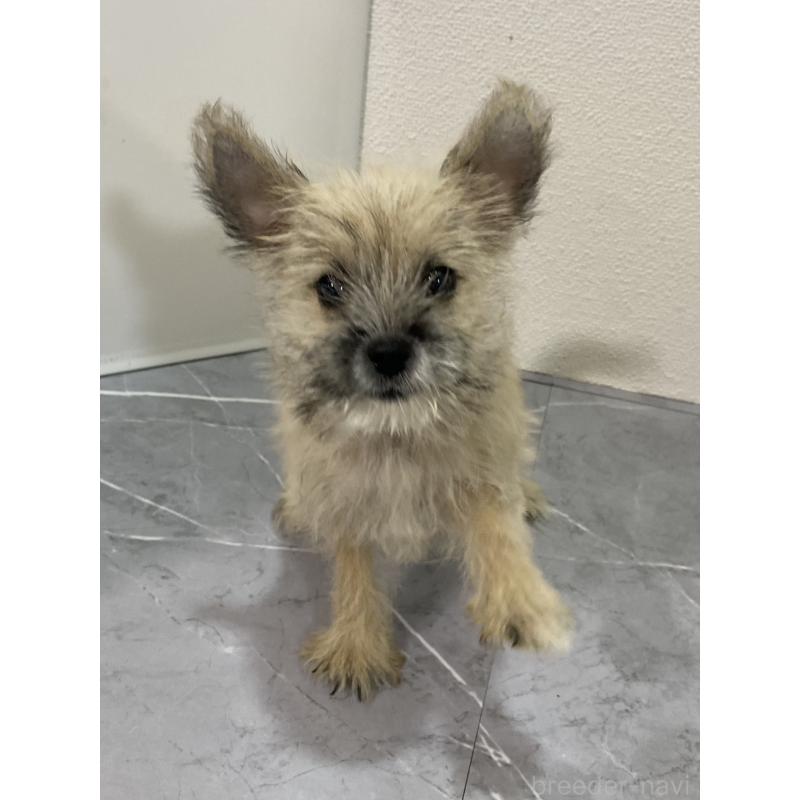 販売中の宮崎県のポメマル:ポメラニアン×マルチーズ-414160の2枚目
