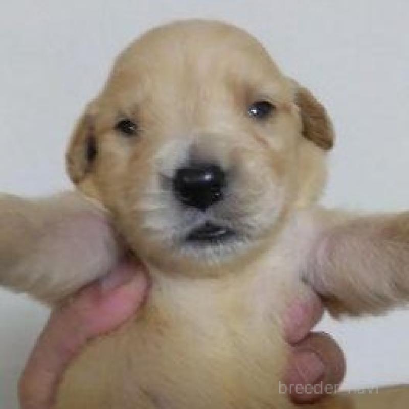 販売中の鹿児島県のゴールデンレトリーバー-423771の11枚目