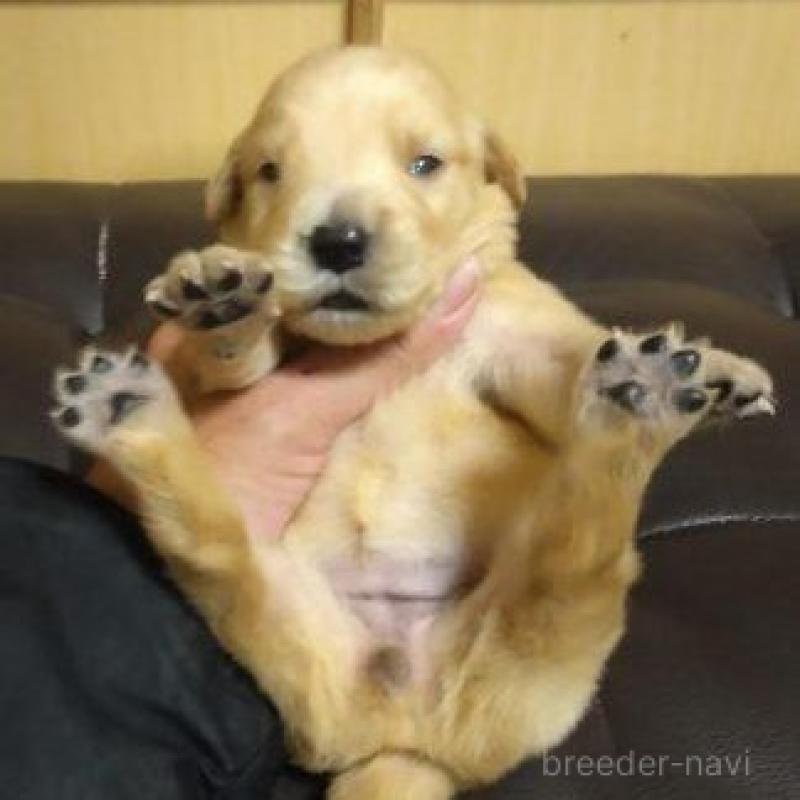 販売中の鹿児島県のゴールデンレトリーバー-423771の10枚目