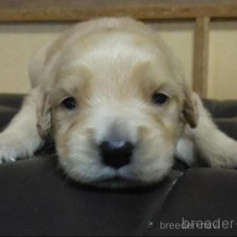 販売中の鹿児島県のゴールデンレトリーバー-423771の1枚目