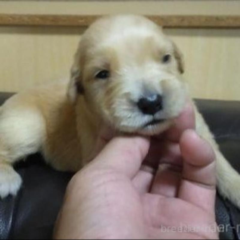 販売中の鹿児島県のゴールデンレトリーバー-423771の9枚目