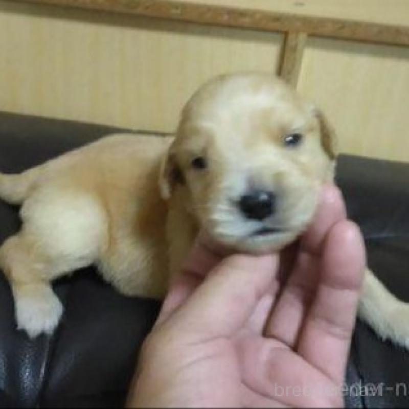 販売中の鹿児島県のゴールデンレトリーバー-423771の8枚目