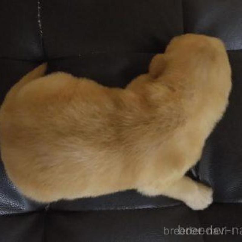 販売中の鹿児島県のゴールデンレトリーバー-423771の7枚目