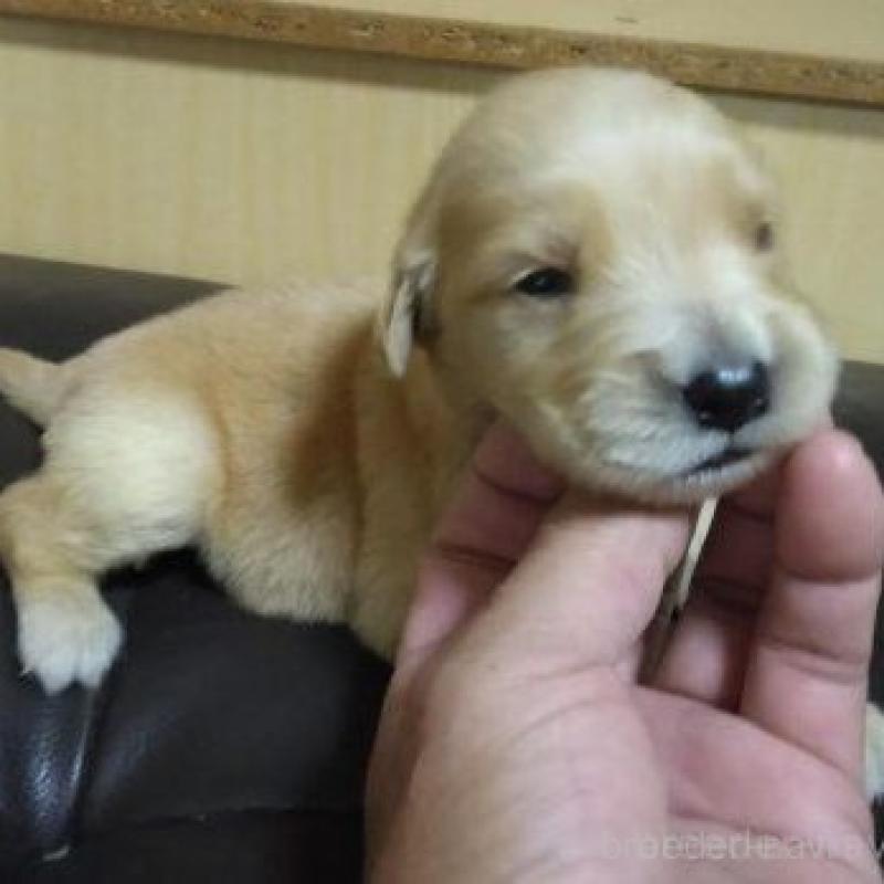 販売中の鹿児島県のゴールデンレトリーバー-423771の6枚目