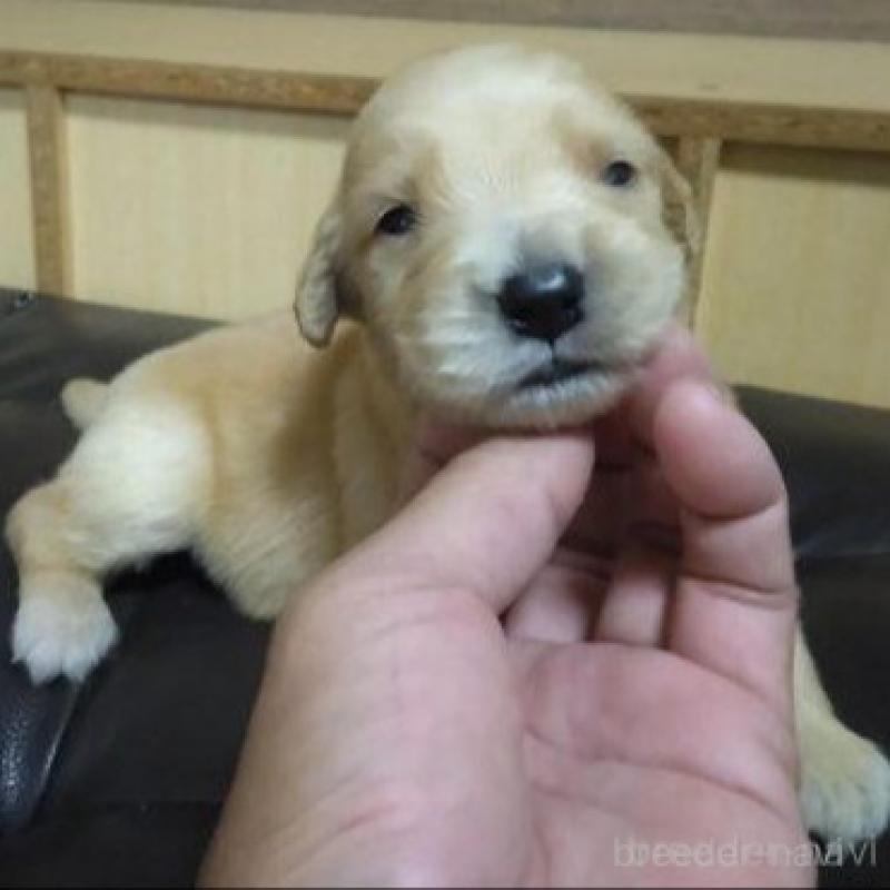 販売中の鹿児島県のゴールデンレトリーバー-423771の5枚目