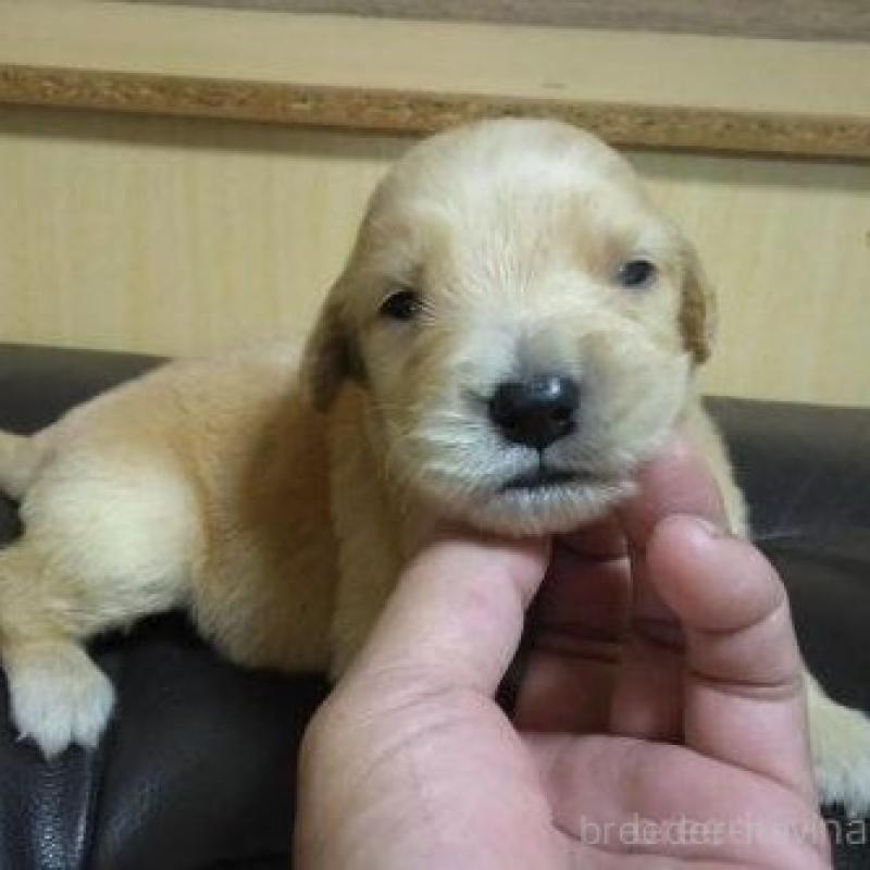 販売中の鹿児島県のゴールデンレトリーバー-423771の4枚目