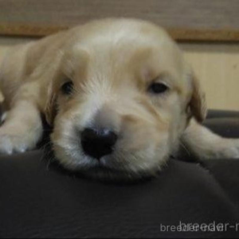 販売中の鹿児島県のゴールデンレトリーバー-423771の3枚目