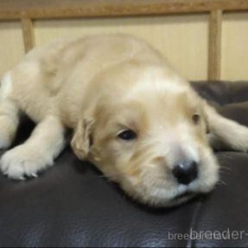 販売中の鹿児島県のゴールデンレトリーバー-423771の2枚目