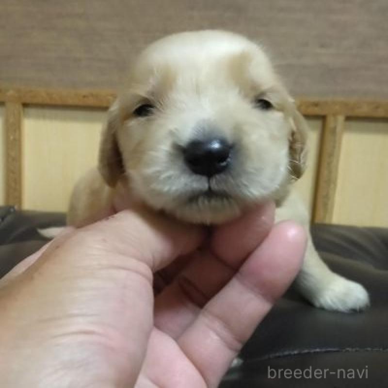 販売中の鹿児島県のゴールデンレトリーバー-423772の1枚目