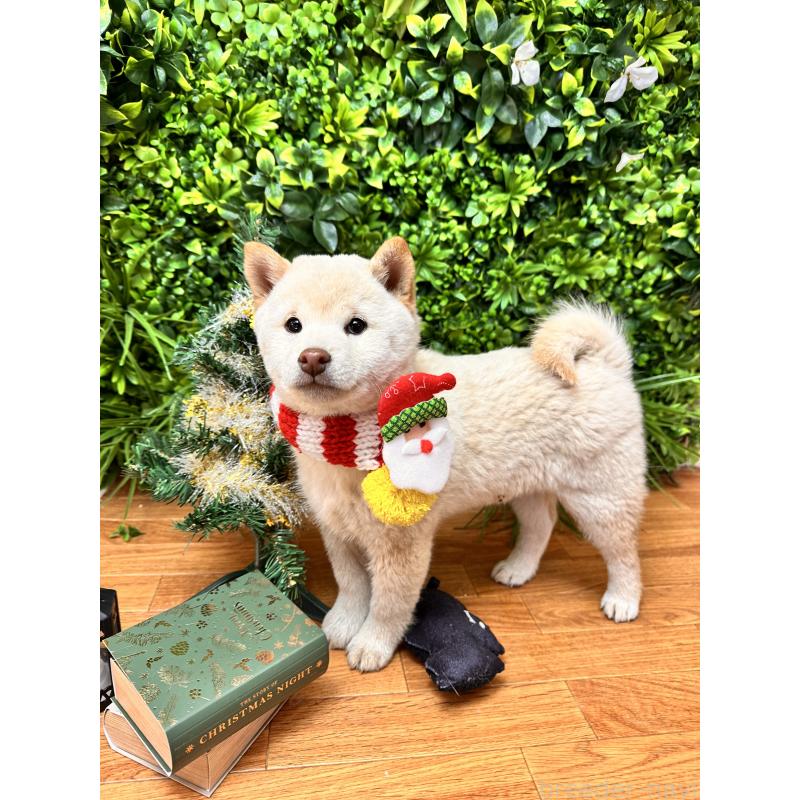 販売中の北海道の柴犬-423773の8枚目