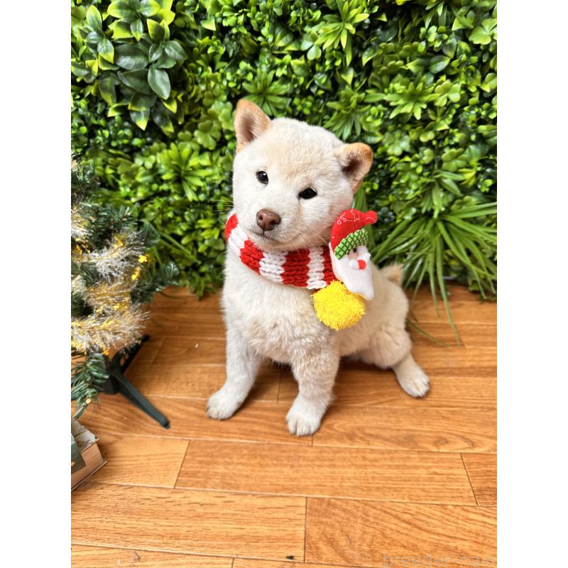 販売中の北海道の柴犬-423773の7枚目