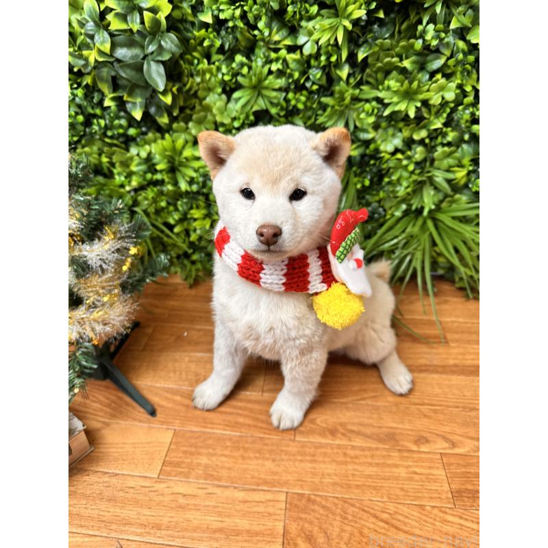 販売中の北海道の柴犬-423773の6枚目