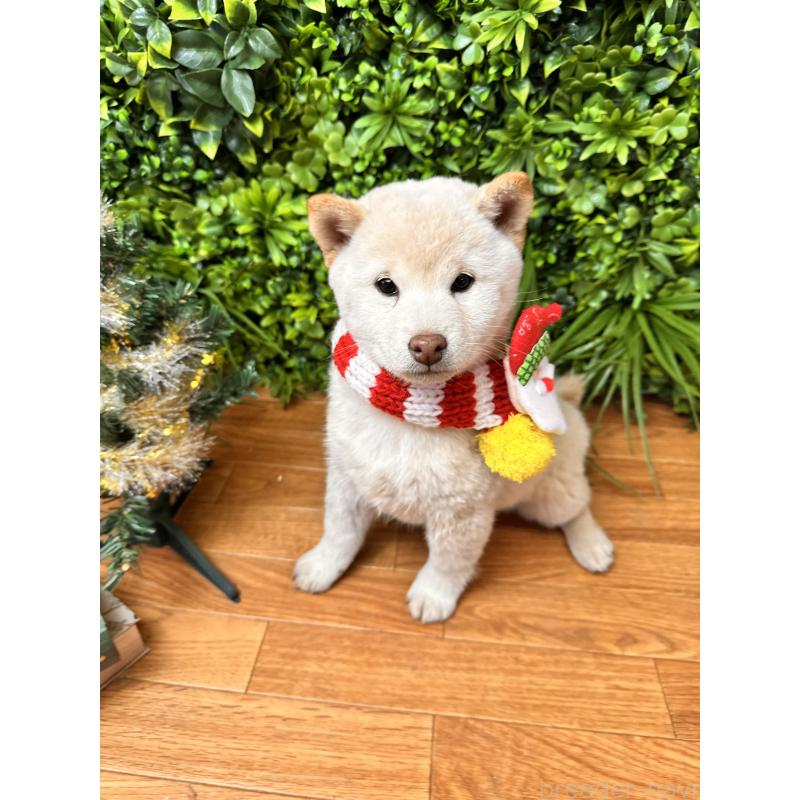 販売中の北海道の柴犬-423773の5枚目