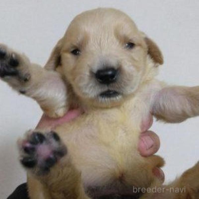 販売中の鹿児島県のゴールデンレトリーバー-423772の11枚目