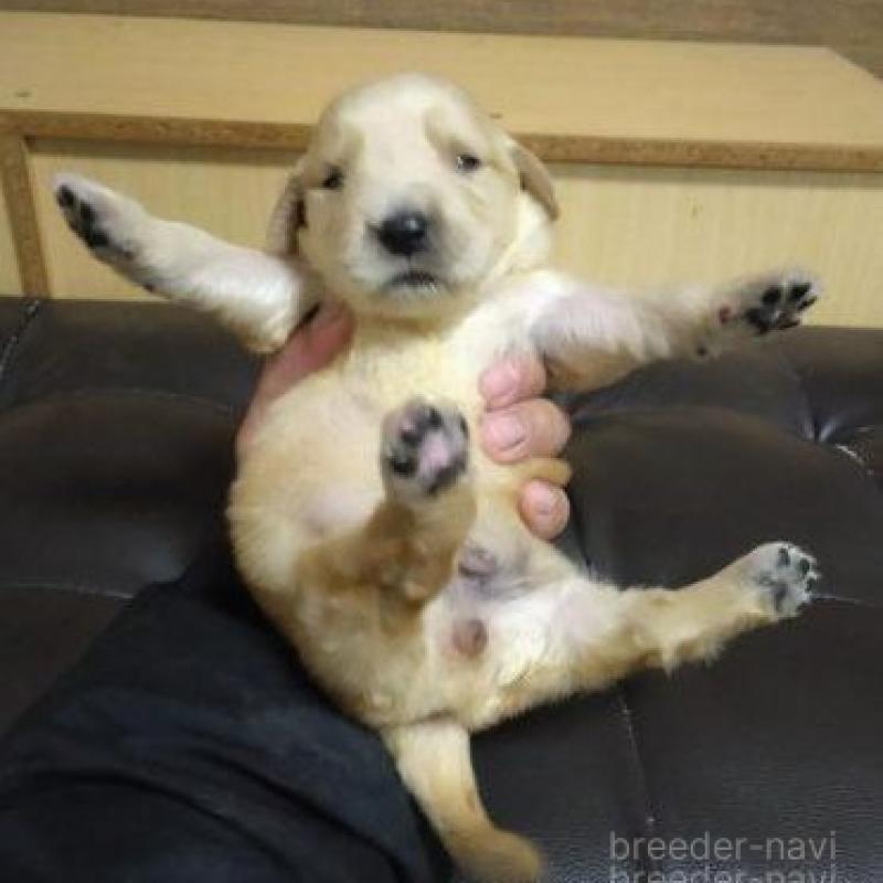 販売中の鹿児島県のゴールデンレトリーバー-423772の10枚目