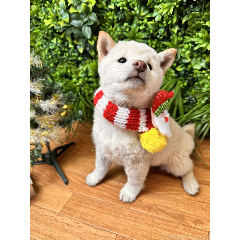 販売中の北海道の柴犬-423773の4枚目