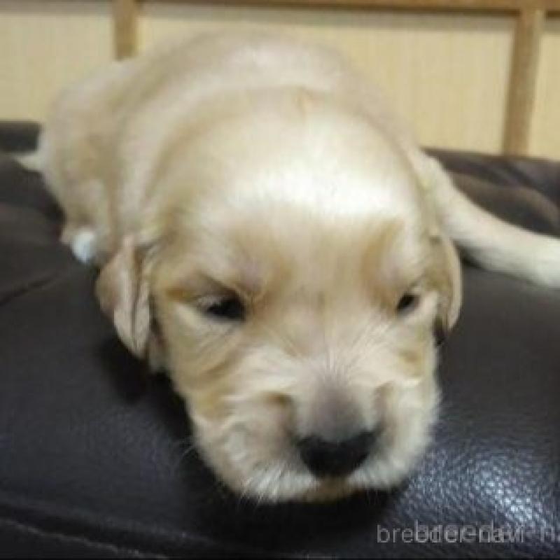 販売中の鹿児島県のゴールデンレトリーバー-423772の9枚目