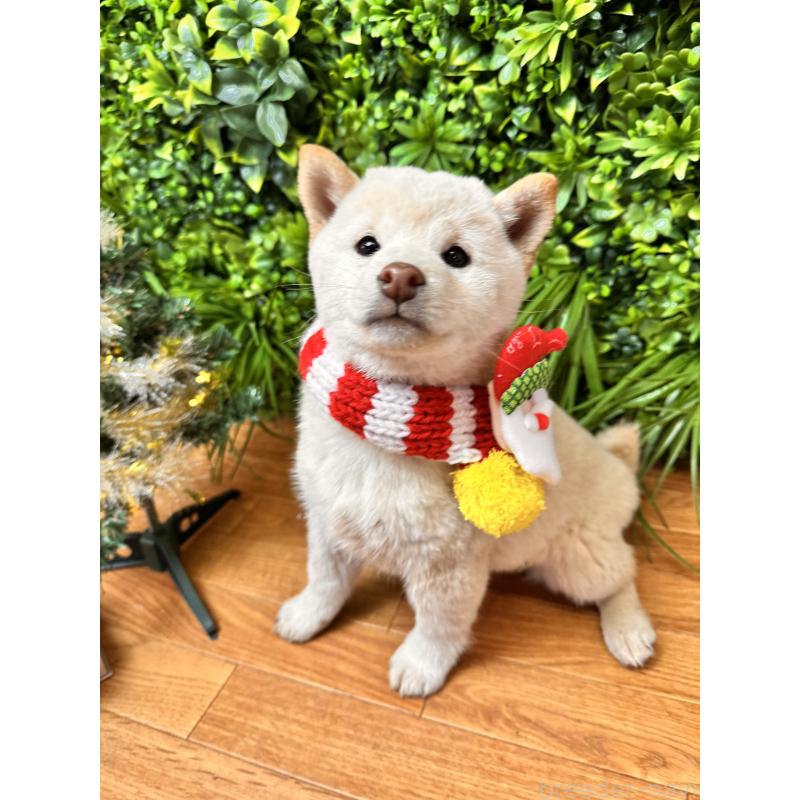 販売中の北海道の柴犬-423773の3枚目