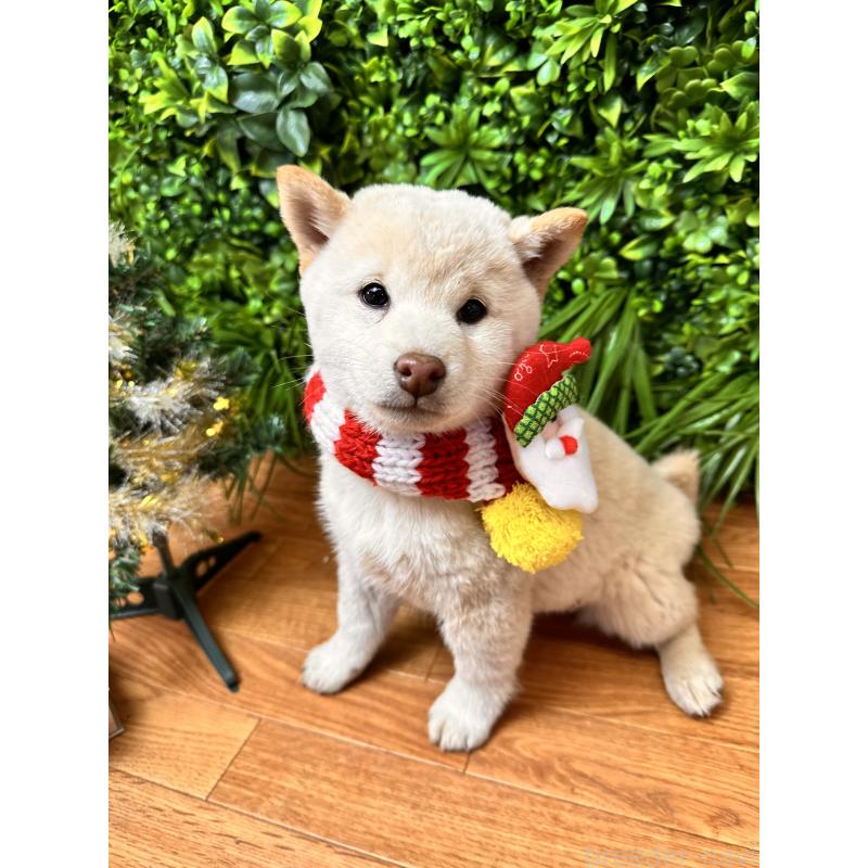 販売中の北海道の柴犬-423773の2枚目