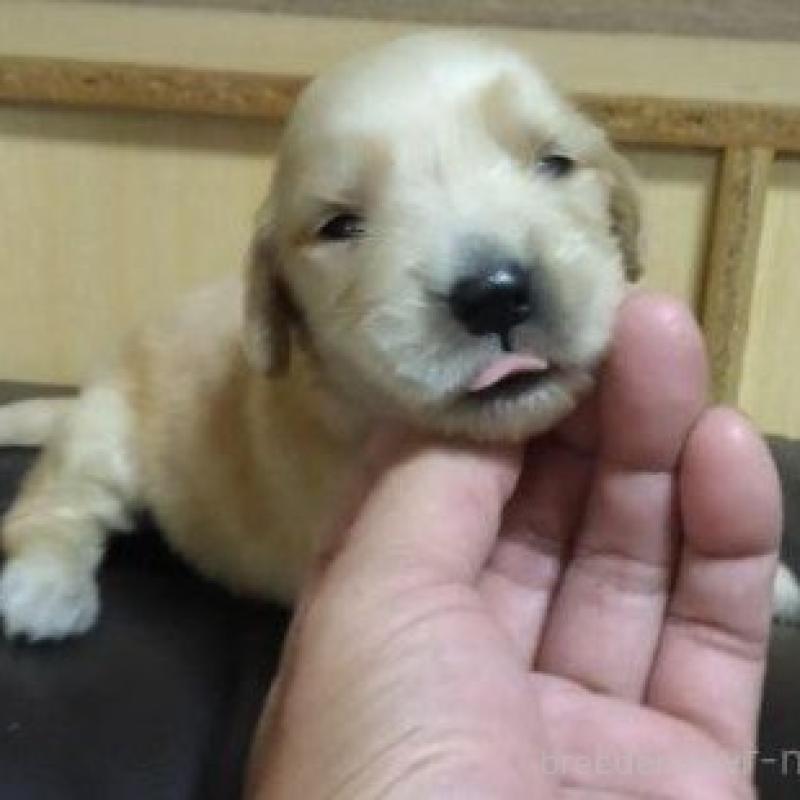 販売中の鹿児島県のゴールデンレトリーバー-423772の7枚目