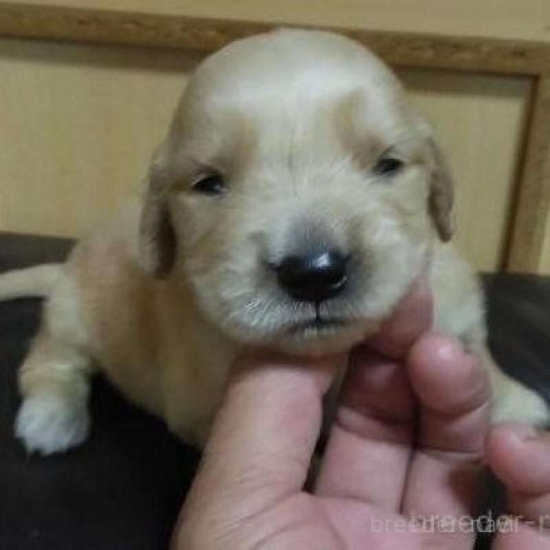 販売中の鹿児島県のゴールデンレトリーバー-423772の6枚目