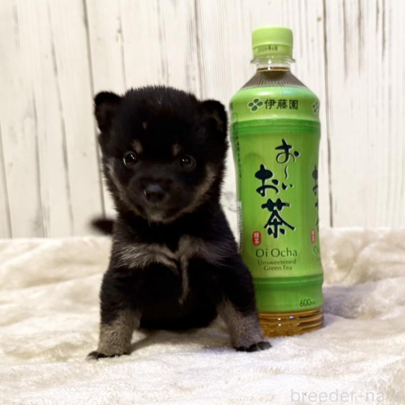 販売中の千葉県の豆柴-419821