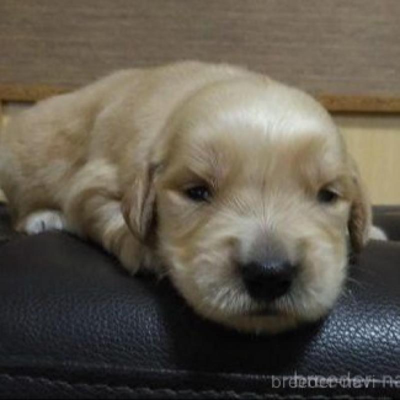 販売中の鹿児島県のゴールデンレトリーバー-423772の5枚目