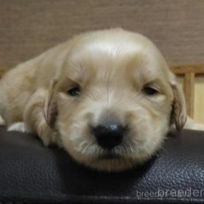 販売中の鹿児島県のゴールデンレトリーバー-423772の4枚目