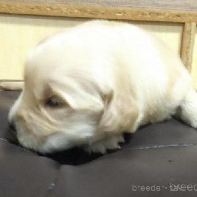 販売中の鹿児島県のゴールデンレトリーバー-423772の3枚目