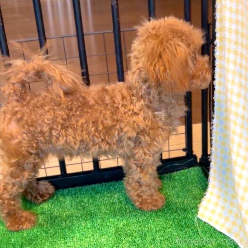 販売中の栃木県のトイプードル-415719の12枚目