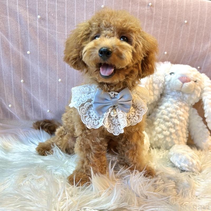 販売中の栃木県のトイプードル-415719の11枚目