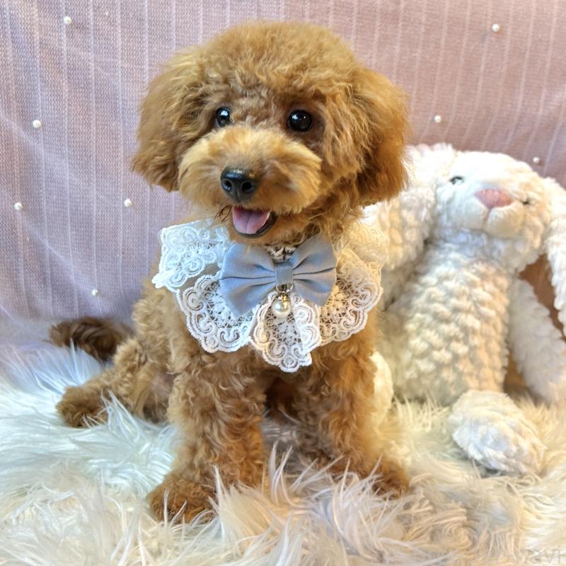 販売中の栃木県のトイプードル-415719の10枚目