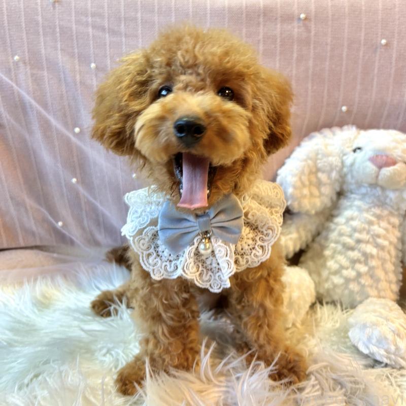 販売中の栃木県のトイプードル-415719の9枚目