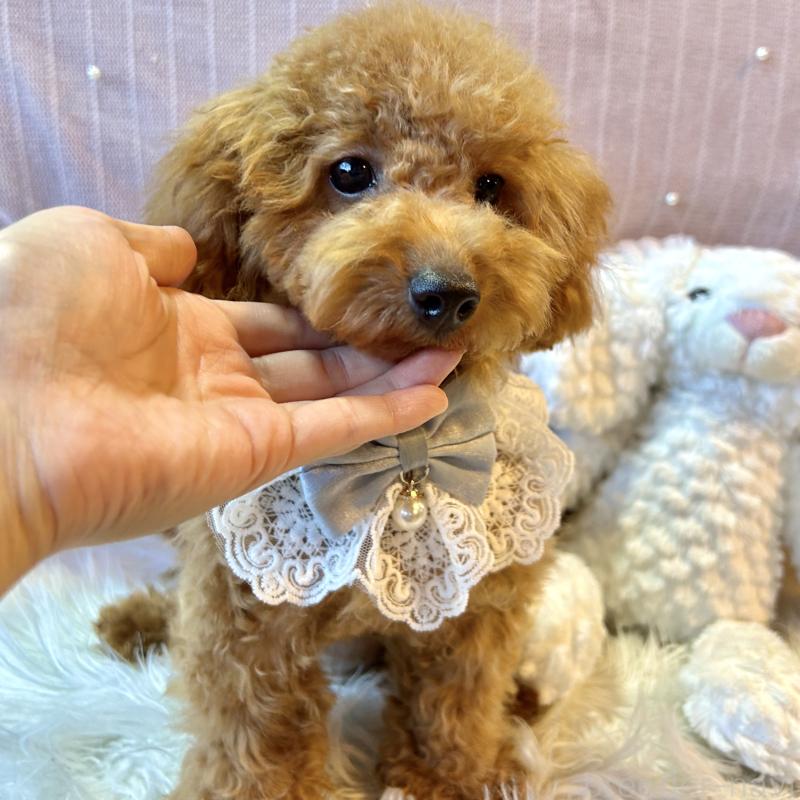 販売中の栃木県のトイプードル-415719の8枚目
