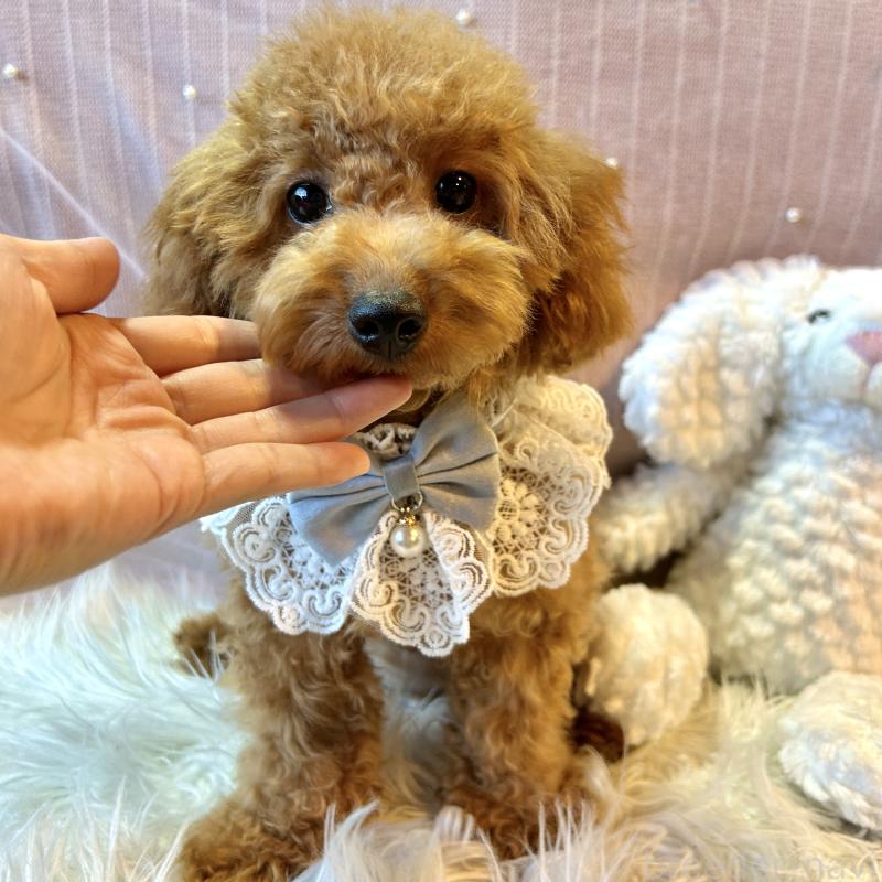 販売中の栃木県のトイプードル-415719の7枚目