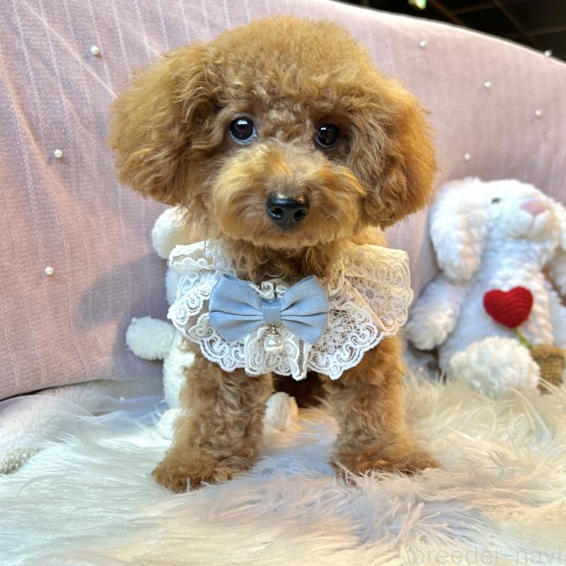 販売中の栃木県のトイプードル-415719の6枚目