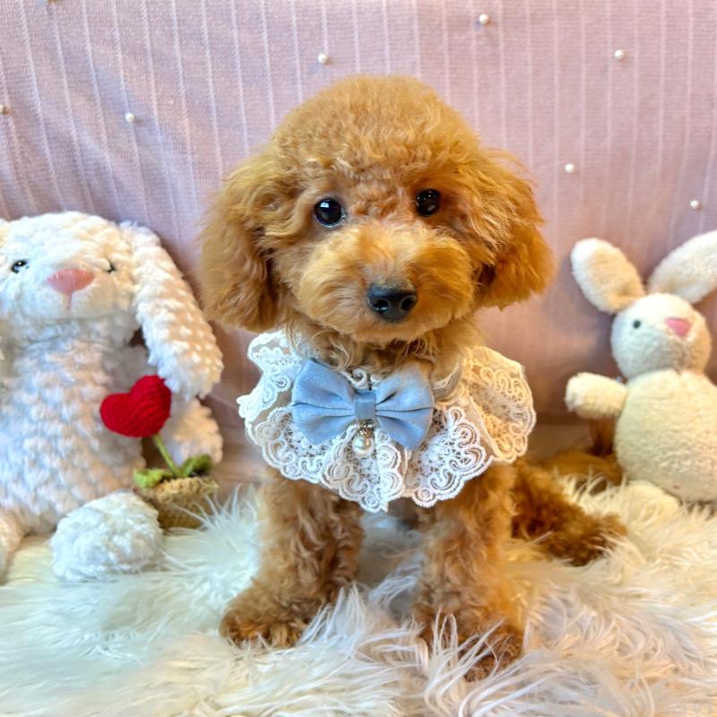 販売中の栃木県のトイプードル-415719の1枚目