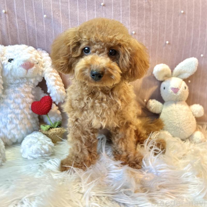 販売中の栃木県のトイプードル-415719の5枚目