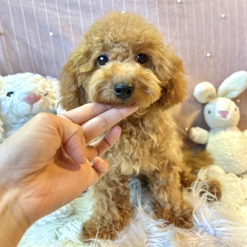 販売中の栃木県のトイプードル-415719の4枚目