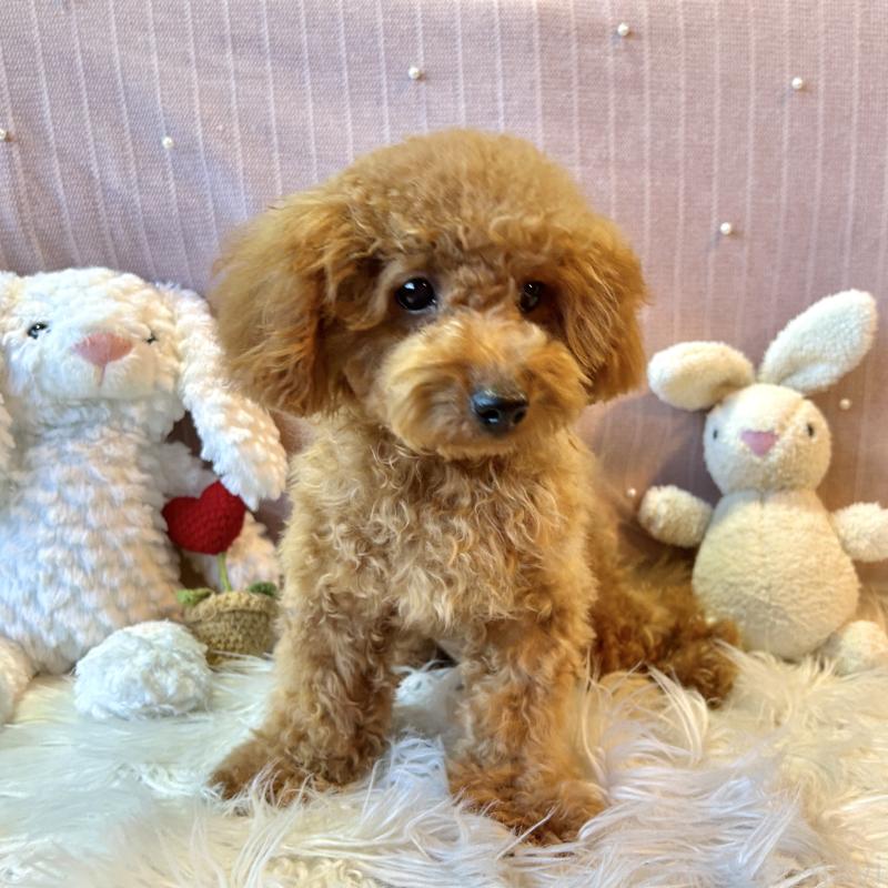 販売中の栃木県のトイプードル-415719の3枚目