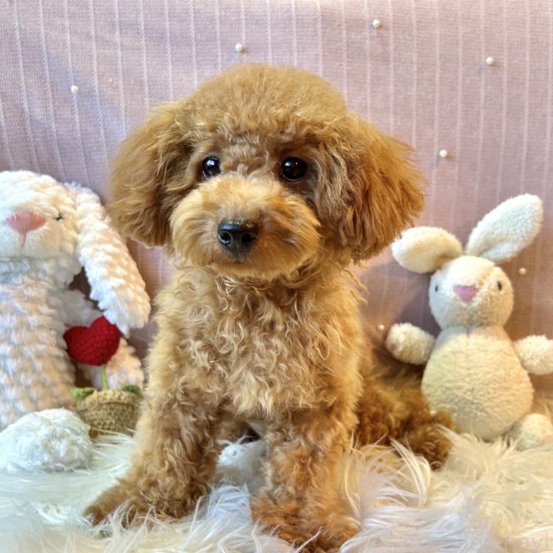 販売中の栃木県のトイプードル-415719の2枚目