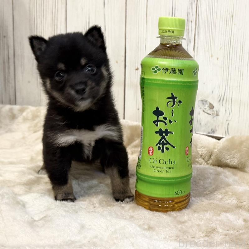 販売中の千葉県の豆柴-419827