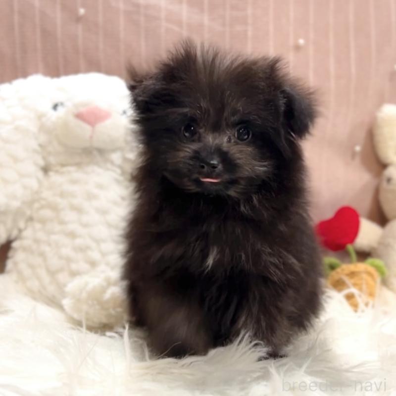 販売中の栃木県のポメプー:ポメラニアン×トイプードル-418766の11枚目