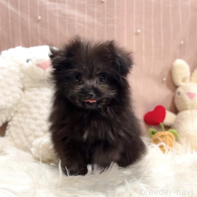 販売中の栃木県のポメプー:ポメラニアン×トイプードル-418766の10枚目
