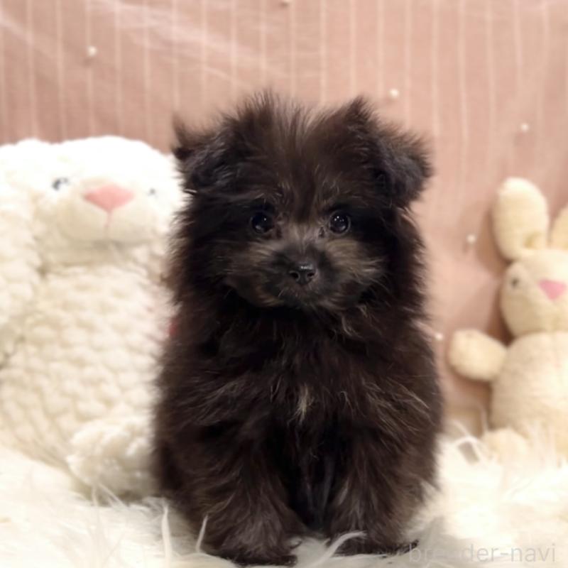 販売中の栃木県のポメプー:ポメラニアン×トイプードル-418766の9枚目