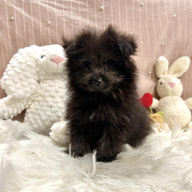 販売中の栃木県のポメプー:ポメラニアン×トイプードル-418766の8枚目