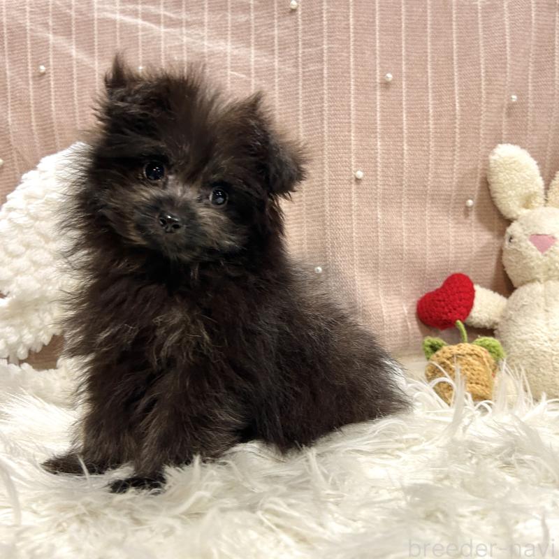 販売中の栃木県のポメプー:ポメラニアン×トイプードル-418766の7枚目