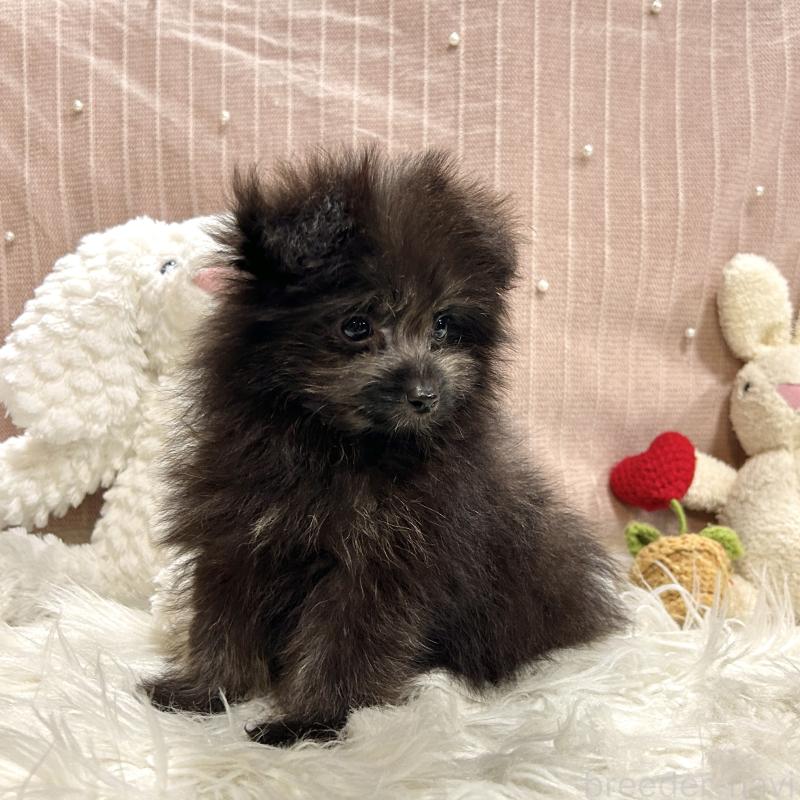 販売中の栃木県のポメプー:ポメラニアン×トイプードル-418766の6枚目