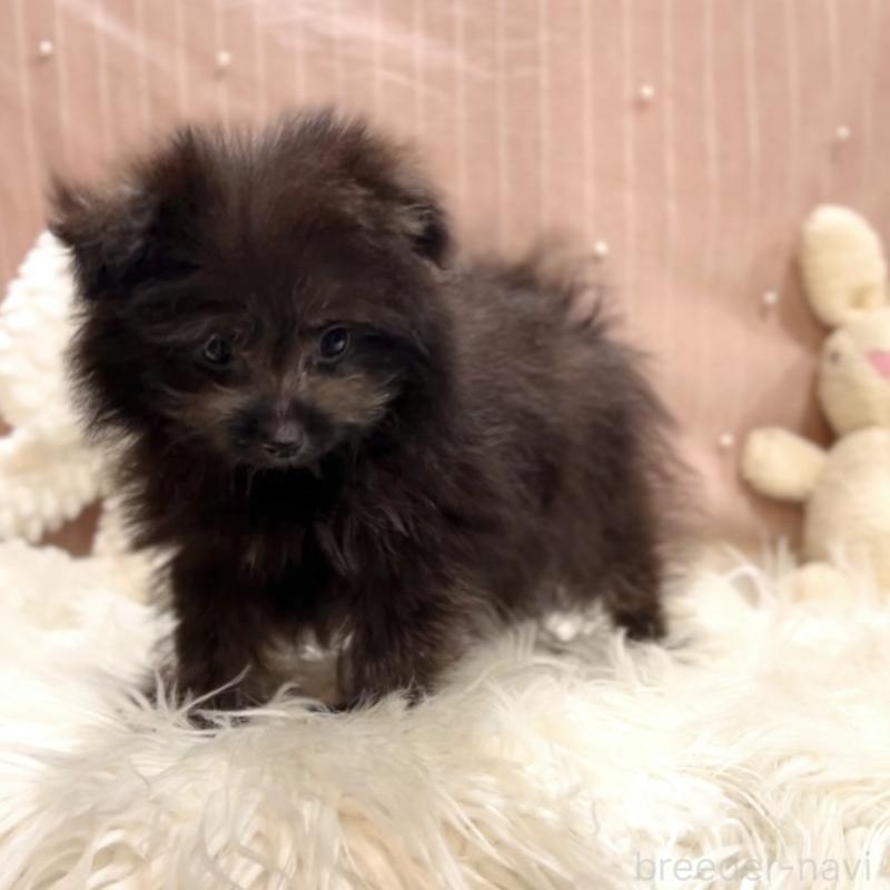 販売中の栃木県のポメプー:ポメラニアン×トイプードル-418766の5枚目