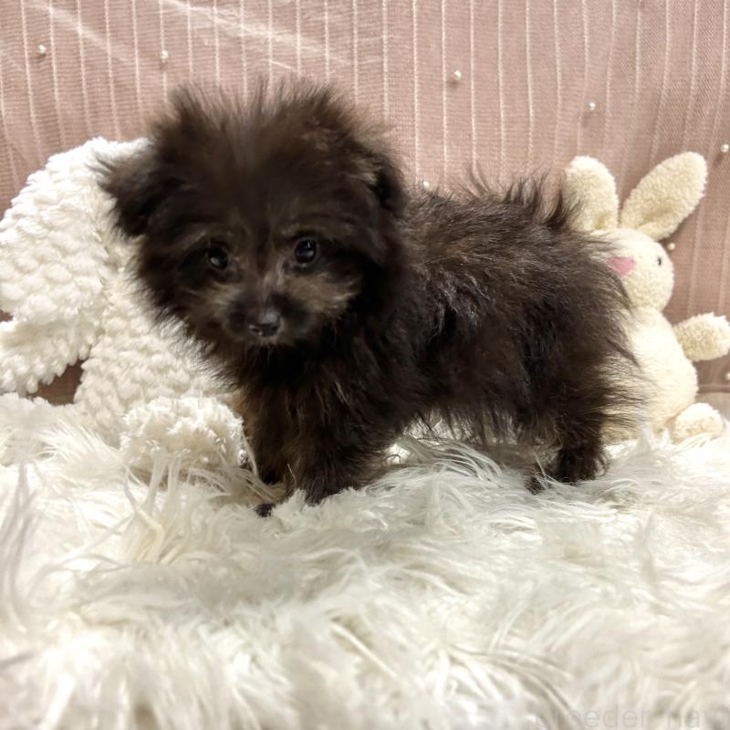 販売中の栃木県のポメプー:ポメラニアン×トイプードル-418766の4枚目